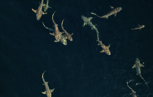 Addu ge nurse shark sanctuary gai masverikan kurun manaa koffi