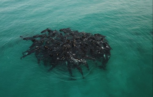 Bodumas aineh Australia ge beach akah lahggaifi