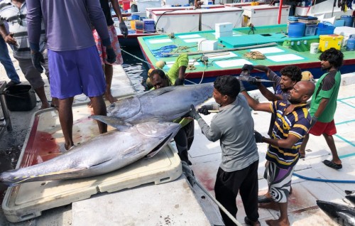 Fishermen’s Union calls for income support for deep sea tuna fishermen