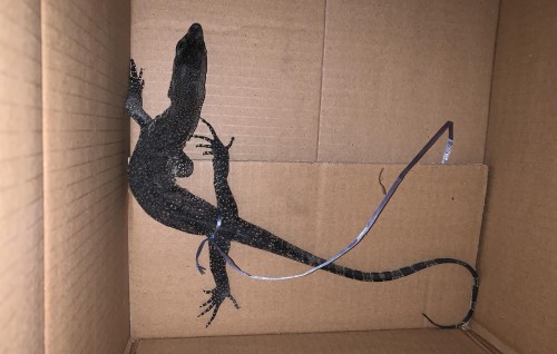 MPL sarahadhun Wild Iguana eh fenijje