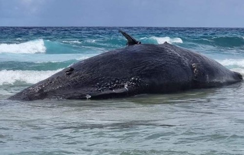 Maruvefai oiy 45 foot ge bodu maheh Hithadhoo ah laggaifi