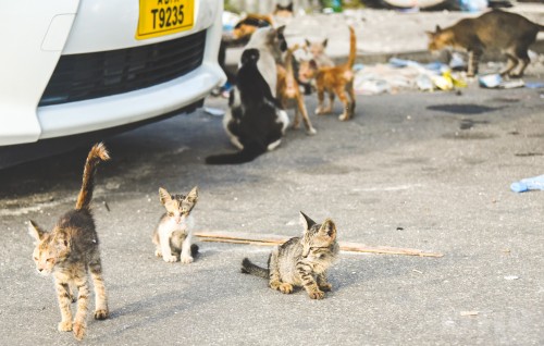 Vaanuvaaeh neyngi Male in bulhaathah gellenee, Mahssala fuluhah!