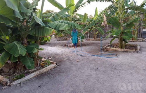 Agronet kunfuneege contract farming ge masahkkaiy anna mahu laamugai fashanee