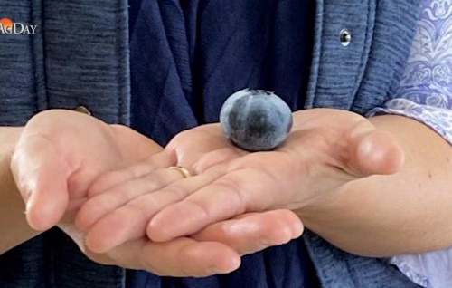 Dhuniyeyge emme bodu Blueberry Australia ge dhanduveriyaku hahdhaifi