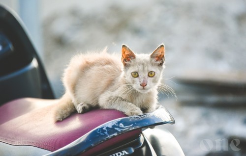 City Council to neuter 1,000 stray cats in Male' City