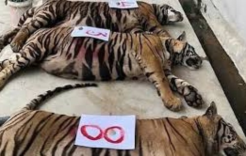 Dhooni roagaa jehigen Vietnam zulakun 47 minikaavagu maruvejje