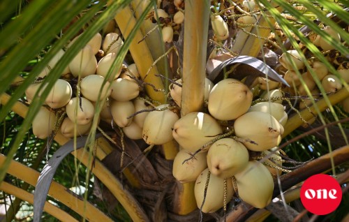 Manadhoo 