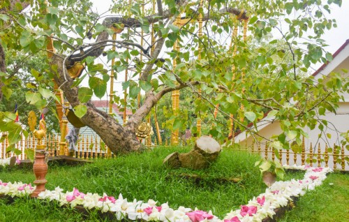 2300 Aharu vefaivaa gahakah 5G signal ge sababun gehllun vaakamah bune thahuhugeegu fashaifi
