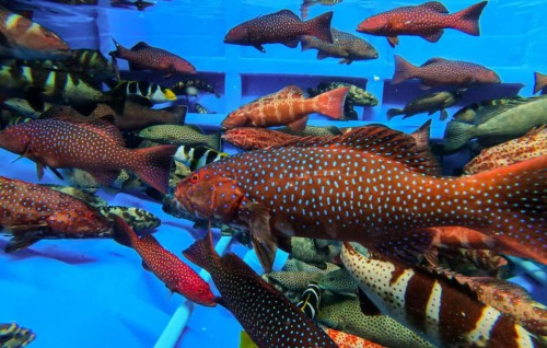 Mariculture tharahgee kuran 4 zone eh kanda alhai faana aalaa kuran bodu sarahahdheh