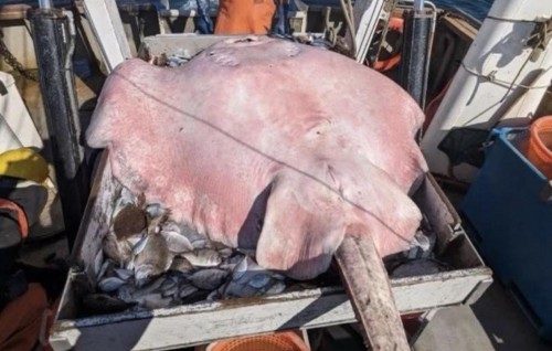 Barudhanugai 180 kilo huri madieh fenihjje