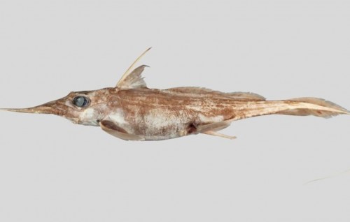 Aaavatharehgge Ghost Shark eh scientistun hoadhaifi