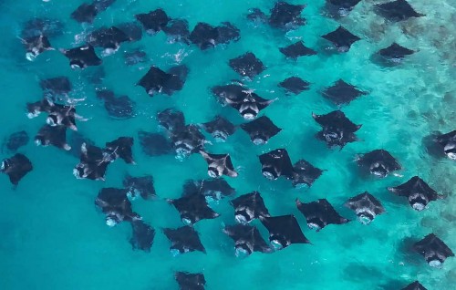 Dhonfanu bin hikkumaa dhekolhah petition ehgai soikuran fashaifi