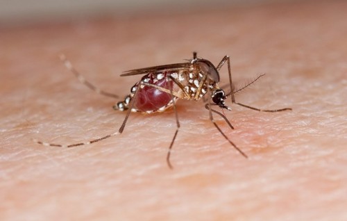 Dengue hun fethureythy madhiri aalaavaa thanthan nathaalumah HPA in ilthimaaskoffi