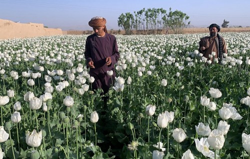 Taliban bans drug cultivation, including lucrative opium