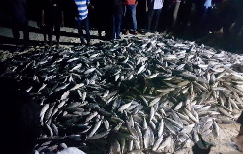 Over 5000 frigate tuna caught in Maaembudhoo lagoon, 42 per house
