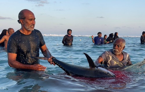 Maafaru falhu thereyah kanneli aineh, konme geyakah 2 mass!