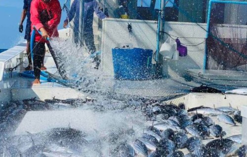 Beyru boat thakah Raajjey gai kandumas gathumuge license dhenee
