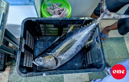 MIFCO in 10 kg in matheege kanneli gannan fashaifi 