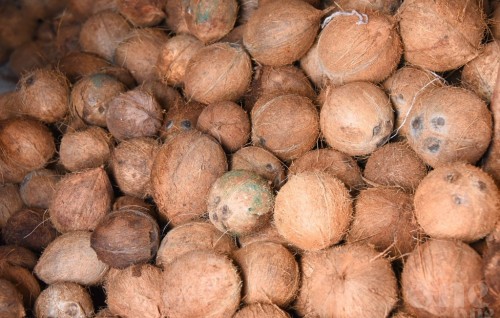 Police looks for rightful owner of two stolen sacks of coconuts