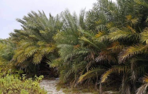 180 kadhuru ruh himeney gothah meyvaa alhaa 500 gass City councilun hoadhanee