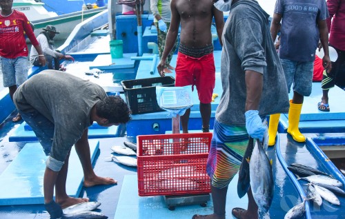 MIFCO ah mas ganna agu bodu koffi