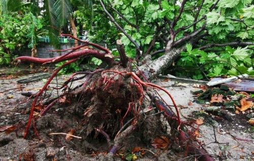 Gust of wind throws off roof of two houses in Felidhoo