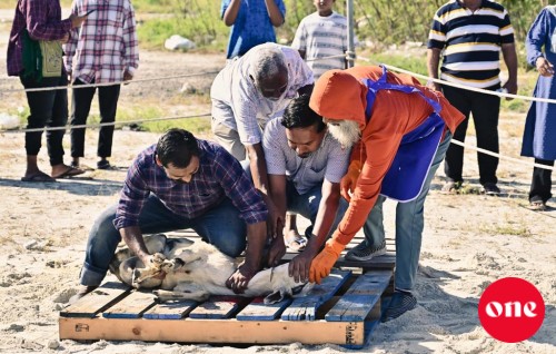 One Photo: Hulhumale' gai Ul'hiyaa kathilun