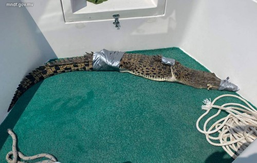 Hoarafushi kairin 6 foot dhigu kinbuleh fenijje