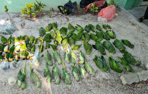 Gavaaidhaa hilaafah Raajje ah genna dhirey thakethi nahthaalumuge haradhu e thakethi genna faraaiy thakun dheyn jehey gothah hadhaifi