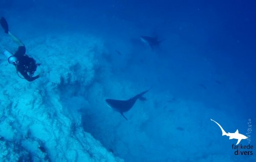 ‘Farikede Faru’ in Fuvahmulah declared a protected area