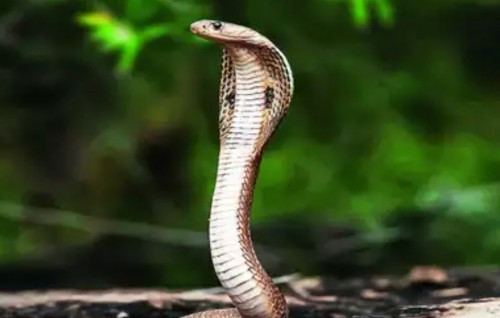 Vihssaara moosumaa dhimaakoh Bangalore therein harufa fenumuge haadhisaathah ithuruvehjje