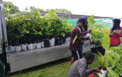 Sihhathah faidhaahuri baavaiythah Raajjeygai hehddhumue program ge dhashun 3 rashakah gass hadhiyaakuranee