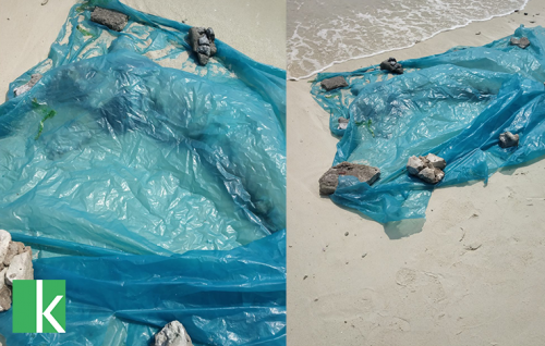A dead body has been washed ashore on the island of Naavaidhoo