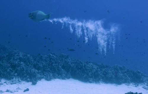National Geographic inn bunanee raahjjeyge gondudhoh ufedhifaivanee mahehgge guin kamah vedhaane ey!