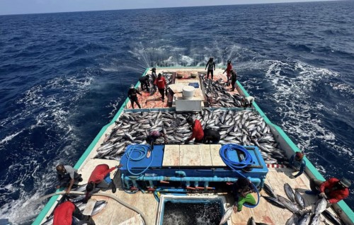 Masverin mahah furuvumah hiyvvaru dhinumuge gothun konme dhonayakah 3 ton ice hiley dhenee