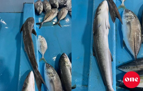 Roadha 6: Mas market gai miadhu madhun noonee nufenna Cobiya  eh, agu 60 rufiyaa ah!
