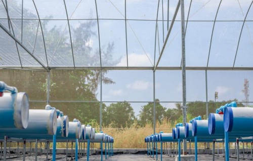 BML ge eheege dhashun Kihaadhoo gai hydroponics farming system gaaimu koffi