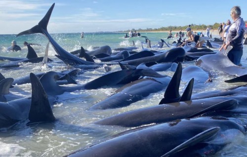 Australia ge beach akah lehggi 130 bodumas salaamai kohffi
