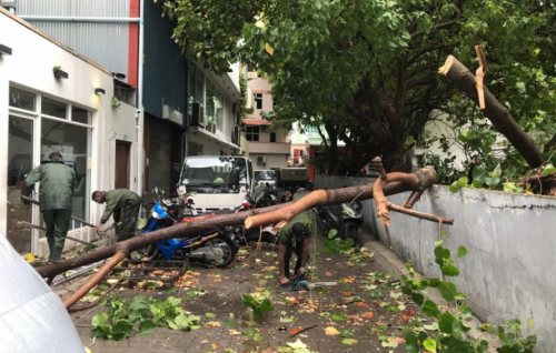 MNDF clears roads of trees fallen during torrential rain in Male’