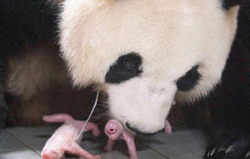 Dhekunu Korea gai furathama faharah Panda eh twins eh vihaifi