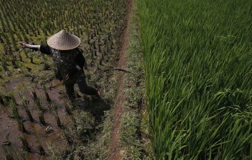 Indonesia braces for forest fires amid possible prolonged dry weather due to El Nino