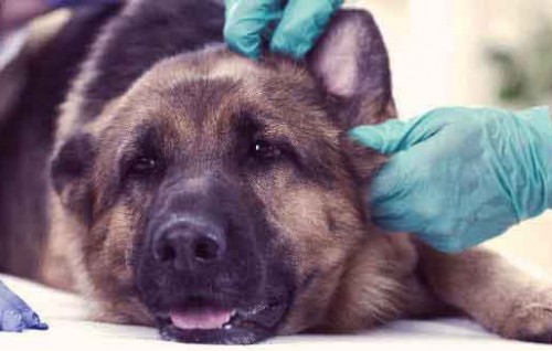 Mumbai ge maguthakugai dhiriulhey kuhthaathakah Rabies Vaccine dheyn fashaifi