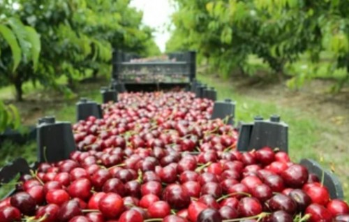 Dhuniyeyge baazaarah enme ginain cherry nerenee kon baehkkan engeytha?