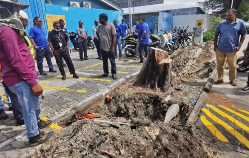 Mai cable ah dhimaavi massala hallu koffi, karantu nulibeynama 104 ah gulhaalaa!: STELCO