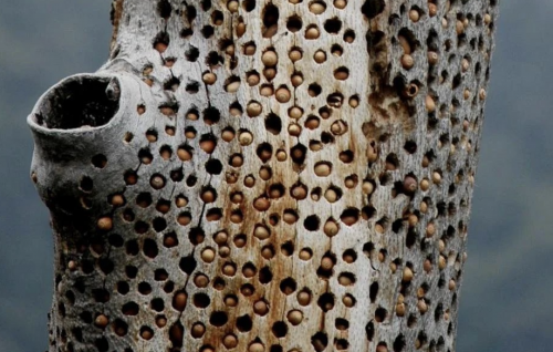 Trypophobia: Samaalukann hoadhan vegen ulheneekee noon, hama hageegee biruverikameh!