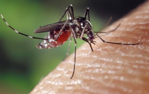 Dengue jehigen meehun maruvanee, madhirin salaamaiy vumah mikankan kohllamaathoa!