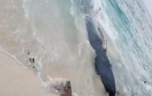 Whale beached in Vilimale’ rescued back to the ocean