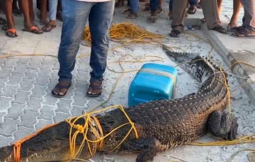 Farukolhun fenun Kinboo Raajje naadhevey hisaabah dhookollaifi