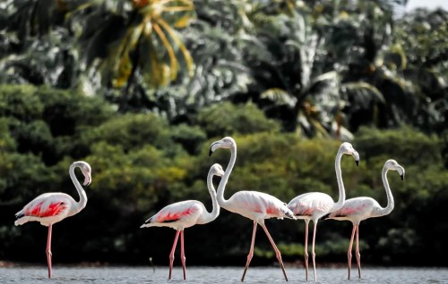 Dhahfalhun fenna hiygaimu manzaru, Raajje dhookoh dhaahiy nuvi flamingo thah!