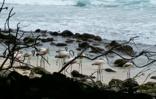 Raajje hijura kuri Flamingo thakeh hifai vikkaa massala balanee